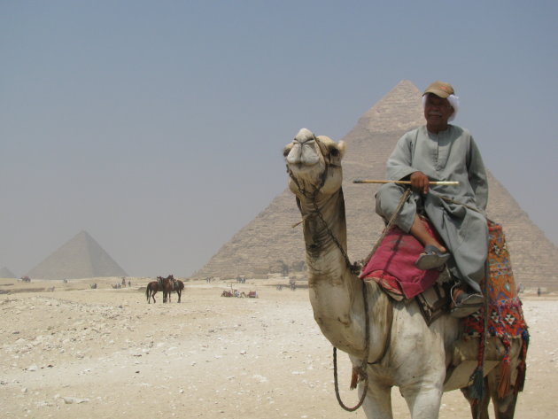 Kameel bij Piramides van Gizeh