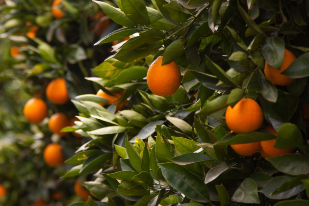 Sinaasappels, vers geplukt op een citrusplantage in Zuid-Afrika