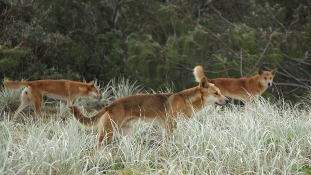 Dingo's op Fraser Island