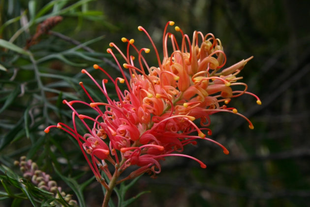 Grevillea, Australische plant