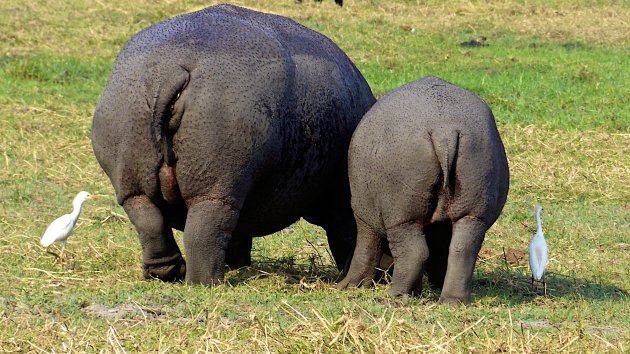 Familie Nijlpaard op stap