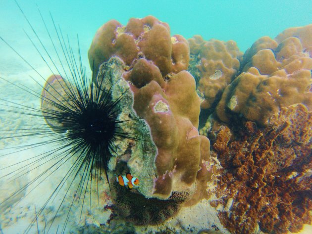 Anemonfish and Black Sea Urchin