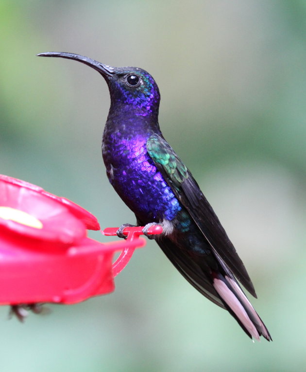 Lichtgevende kolibrie