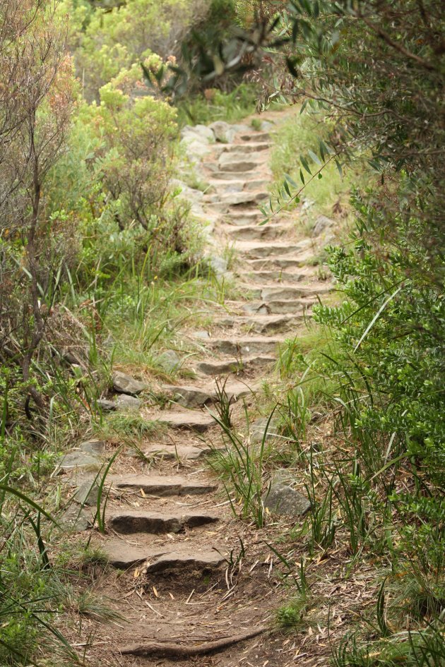 Stairway to .... in Otway Australie 