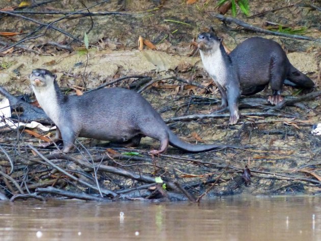 Smooth coated otters