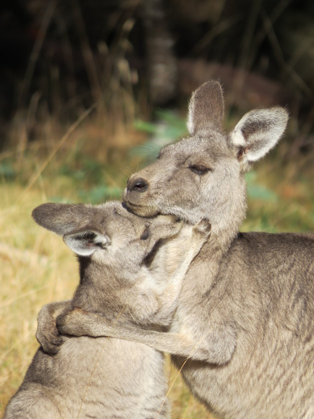 Kangaroo knuffel