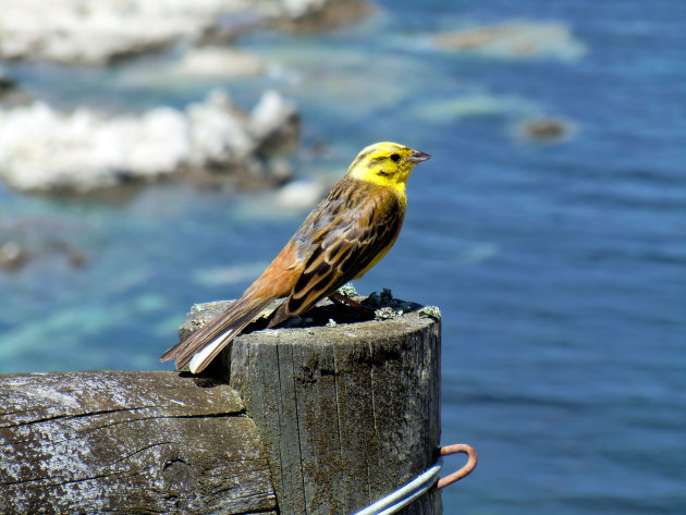 Vogel bij Kaikoura