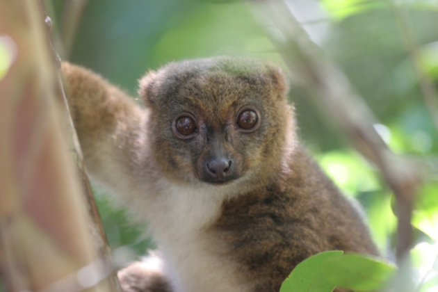 Lemur op Madagaskar 