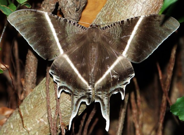 Tropical swallowtail moth 
