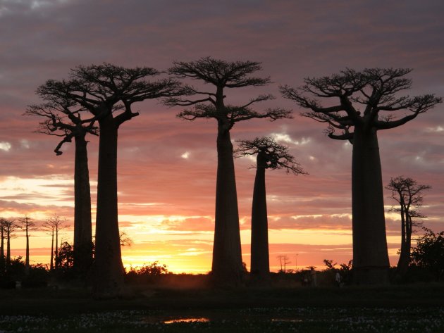 Sunset at Avenue des Baobabs
