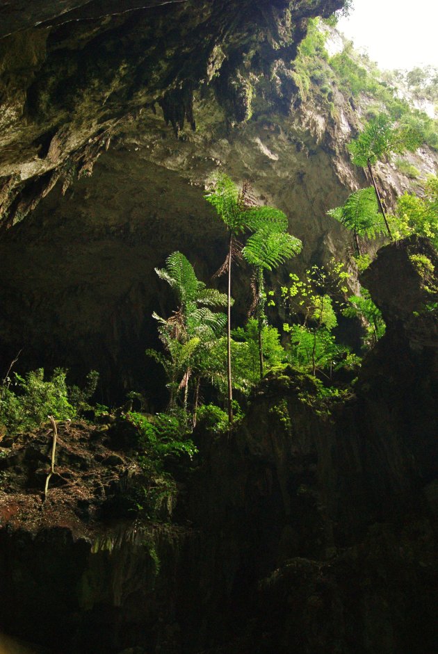 Boomvarens in Deer cave