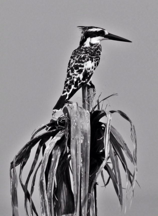 Pied Kingfisher (Ceryle Rudis).
