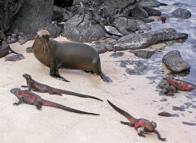Hoge dierdichtheid op Galapagos