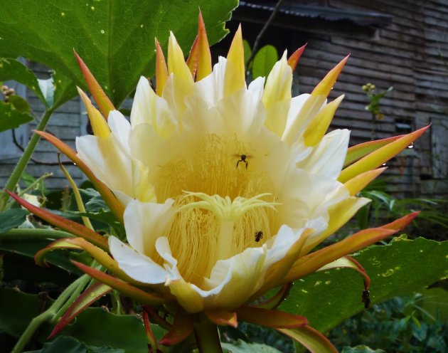 dragonfruit flower