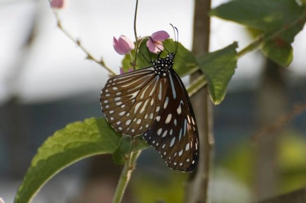 vlinder in butterfly garden phuket