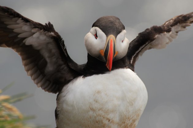 puffin is ready to fly 