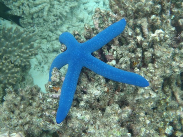 Blauwe Zeester Great Barrier Reef