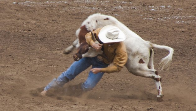 Cowboy op de Calgary Stampede
