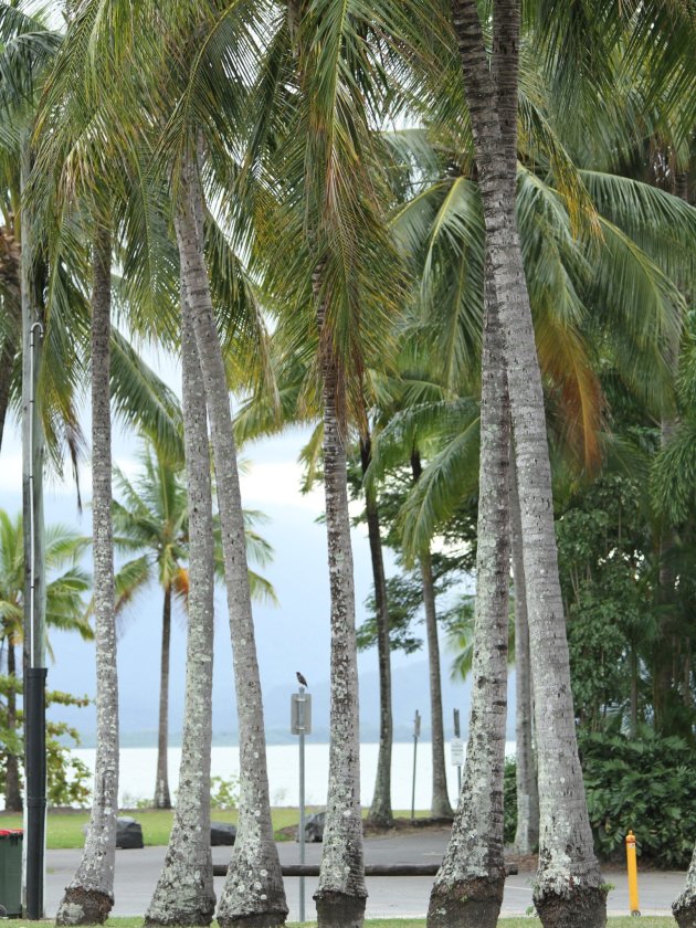 Palmbomen in Port Douglas