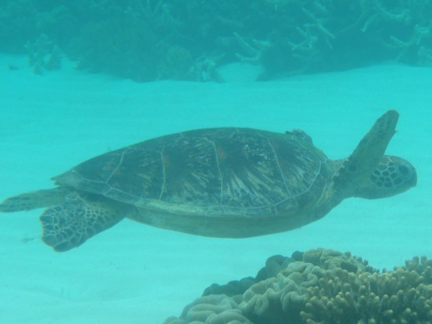 Turtle says Hi bij het Great Barrier Reef