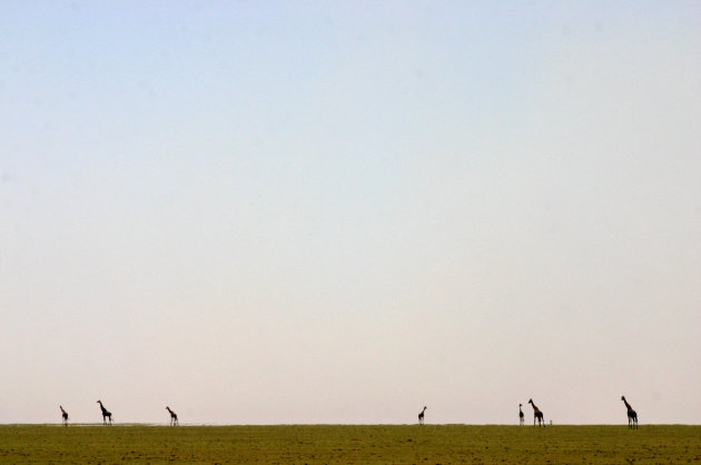 Giraffen in zicht