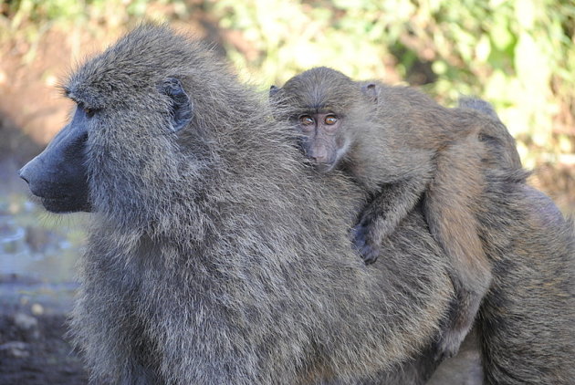 Veilig bij moeder aap, Lake Nakuru