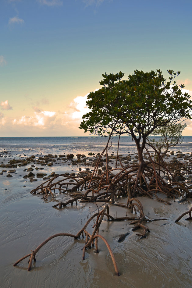 Mangroveboom op verlaten strand 