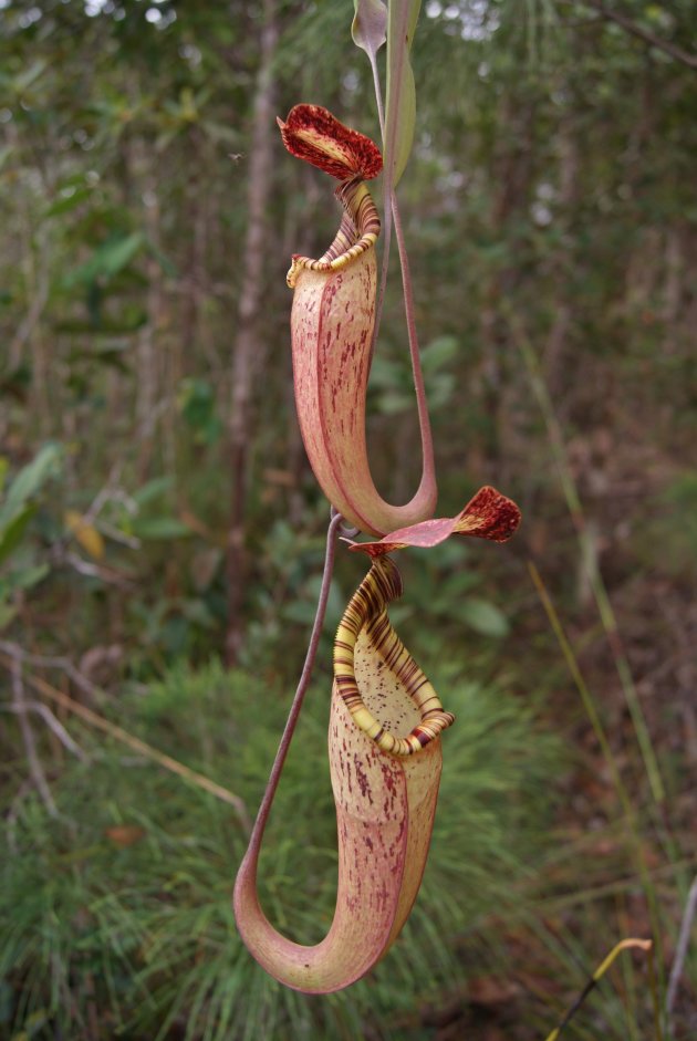 openen --- Nepenthes Pitcher plant