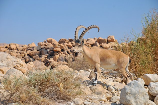 Steenbok bij Masada