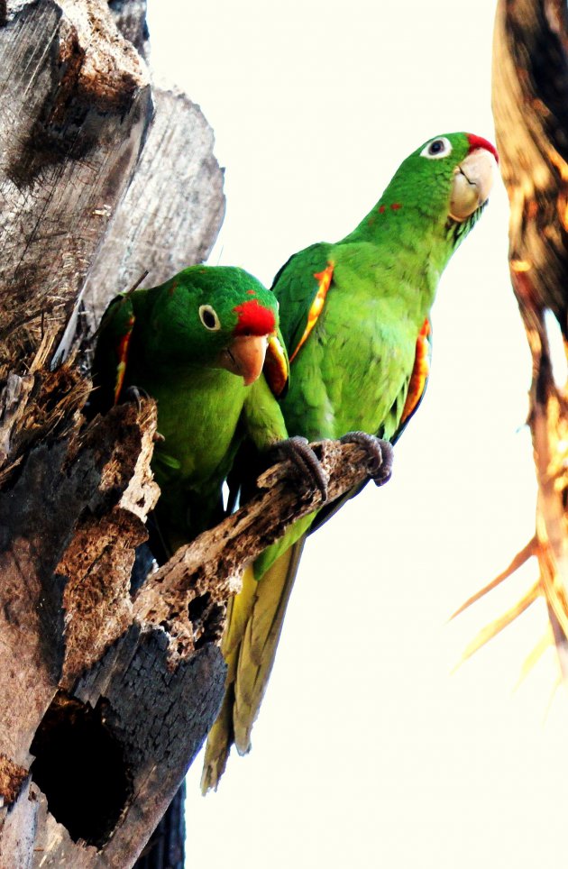 Rood voorhoofd Amazone papegaai (Finsch aratinga)