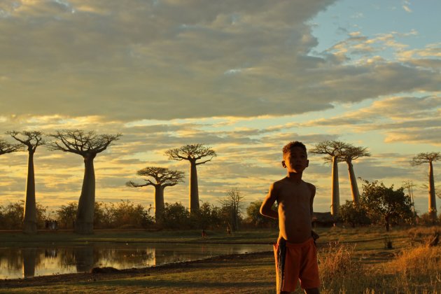 Tussen de Baobab's