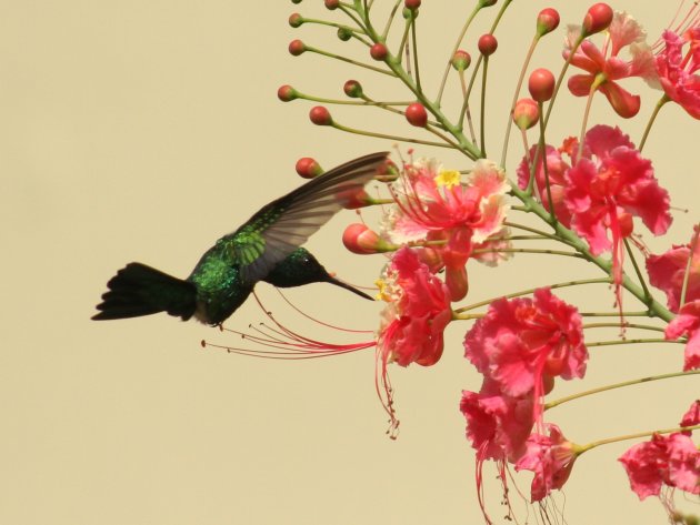 Kolibrie met bloem