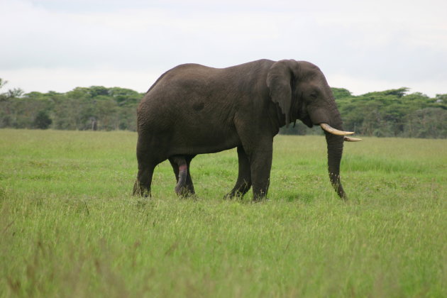 Six-Legged Elephant 