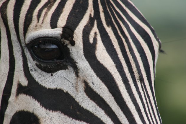 Car Rental Eye Zebra in Zuid Afrika