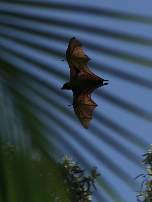 Flying Fox achter palmboom