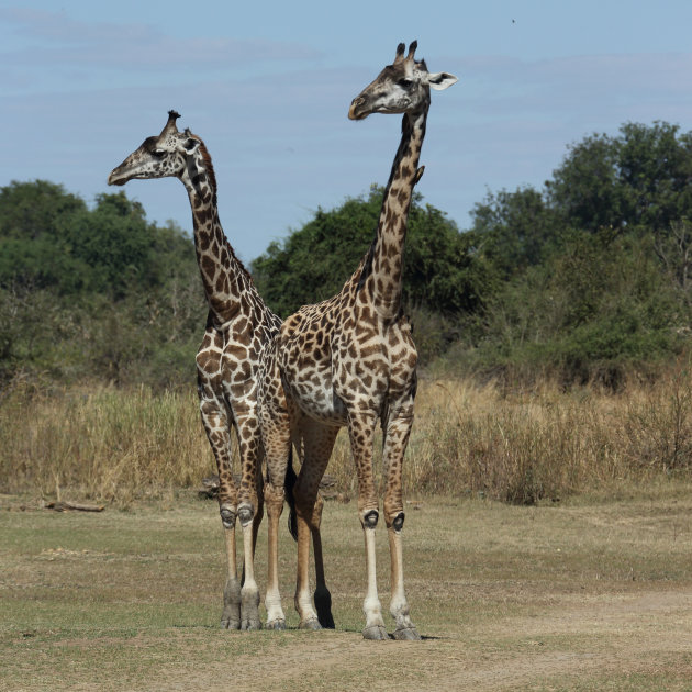 Nieuwsgierig  Giraffen