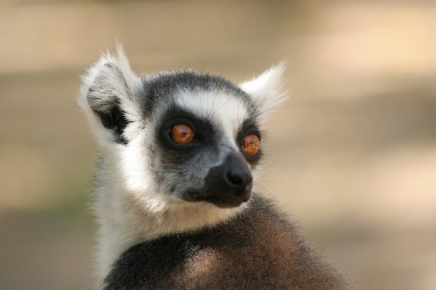 Maki met flair op Madagaskar
