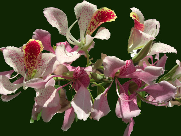 Flowering Bauhinia 