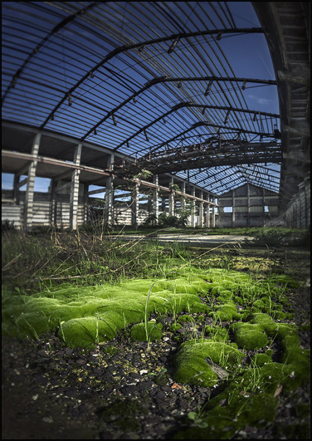 the factory of moss
