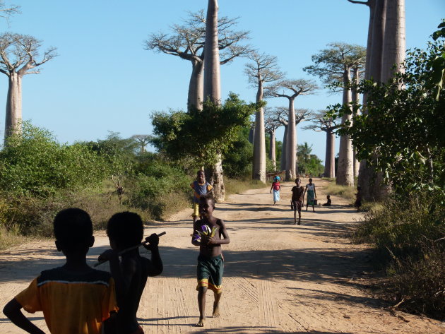 Allée des Baobabs zonder toeristen