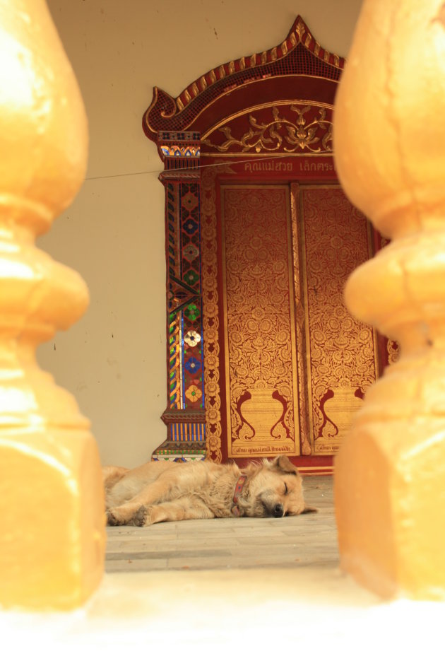 Sleeping dog at the temple