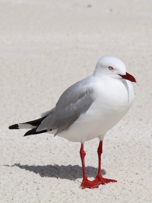 Witste strand, nog wittere vogel op Hyams Beach
