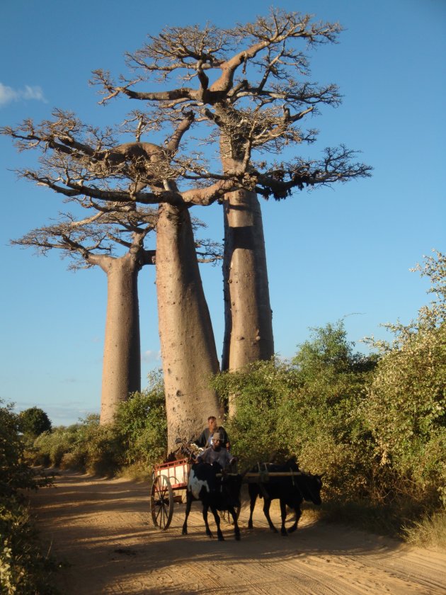 Baobab laantje 