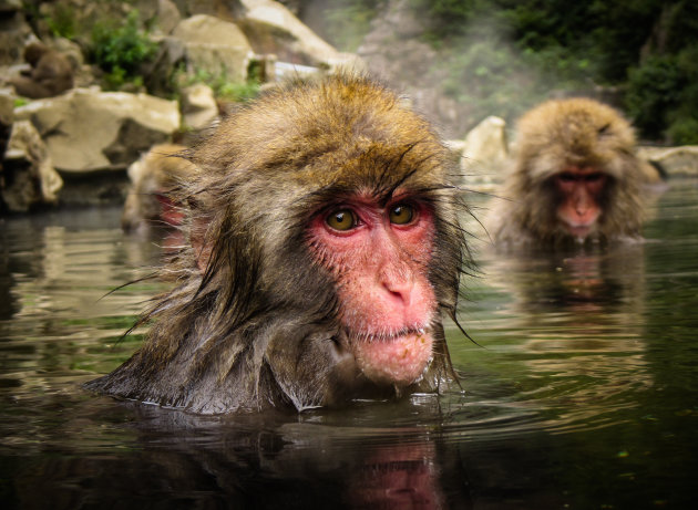  De Japanse makaak