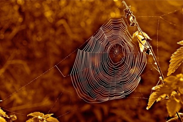 Een spinnenweb in de vroege morgen
