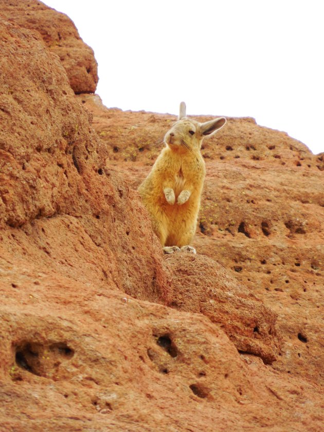 Viscacha in Bolivia