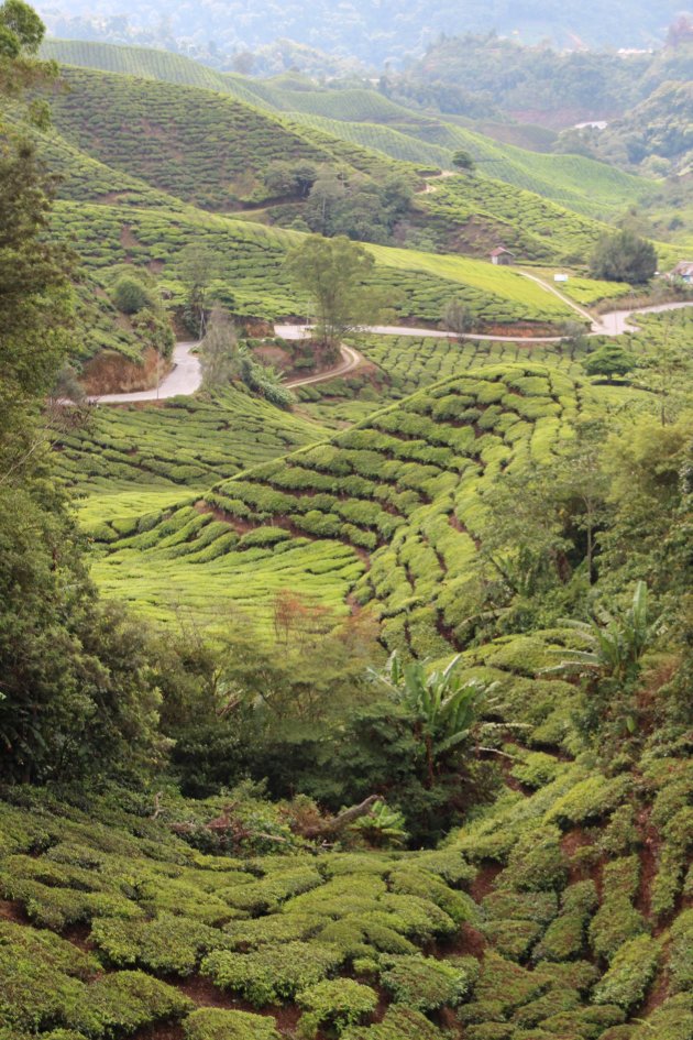 Theeplantages Cameron Highlands