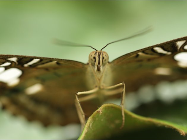Vlinder close-up bij Kuranda