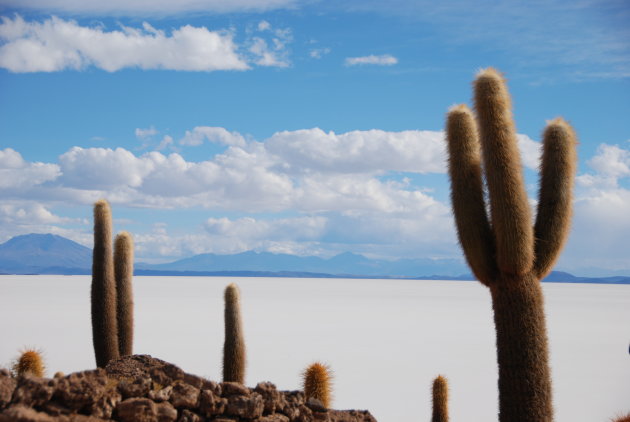 Cactus eiland op de uyuni zoutvlakte