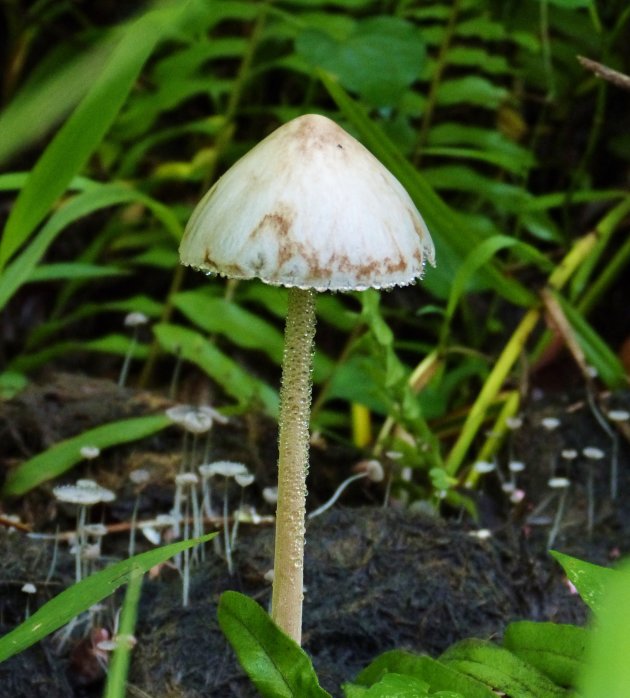 Dauwdruppels onderaan de paddenstoel